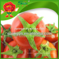 Cerate certifiée biologique tomate tomate fraîche rouge